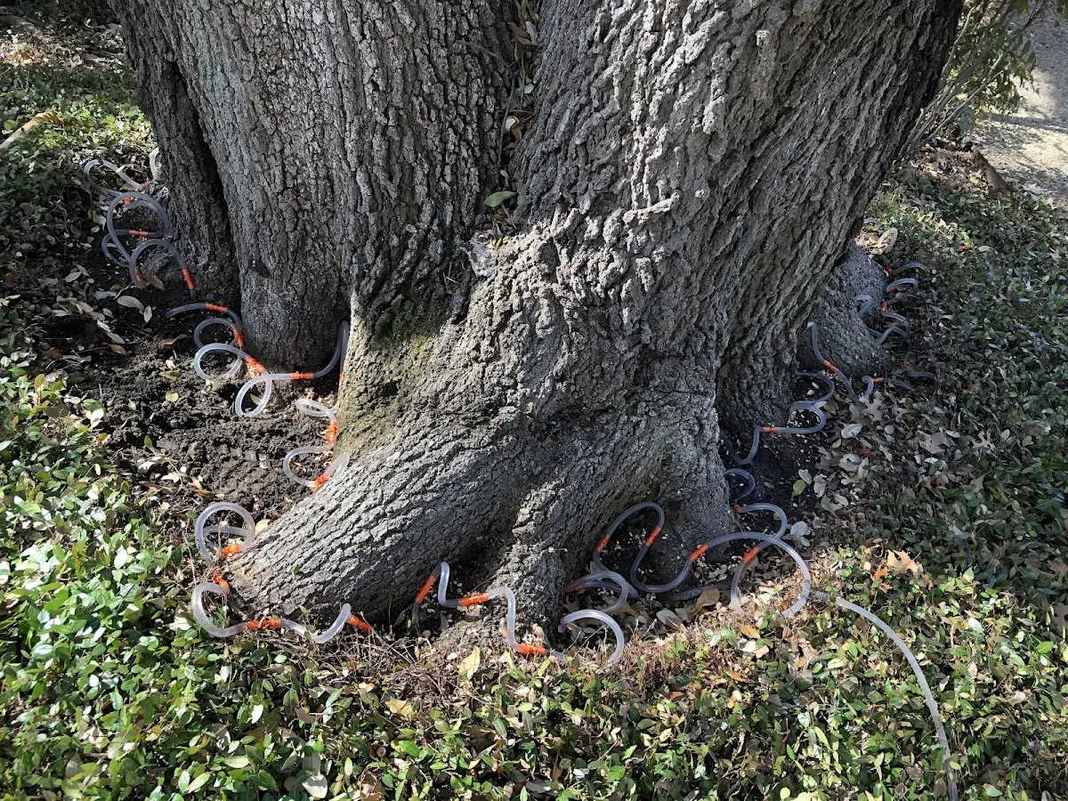 Detailed Tree Cabling and Bracing job site in El Cajon